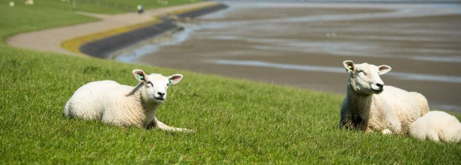 Häufig gestellte Fragen über Bezahlung auf Ameland - VVV Ameland.