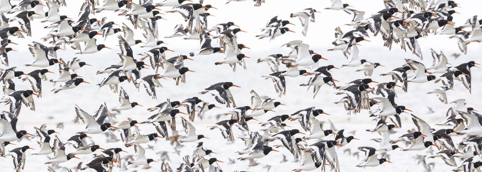 Anja Brouwer Fotografie - VVV Ameland