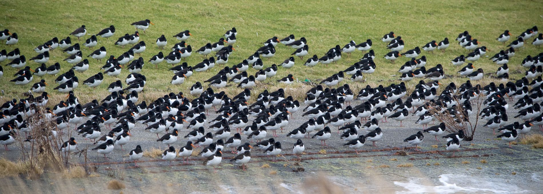 Vögel auf Ameland - VVV Ameland