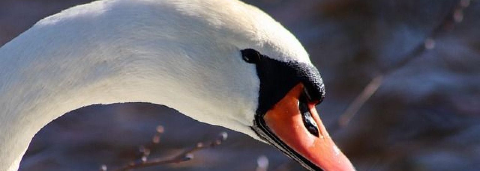 Höckerschwan - VVV Ameland