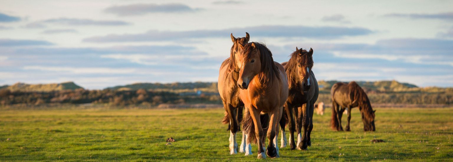 Ferienhäuser Buren 7 oder mehr Personen - VVV Ameland