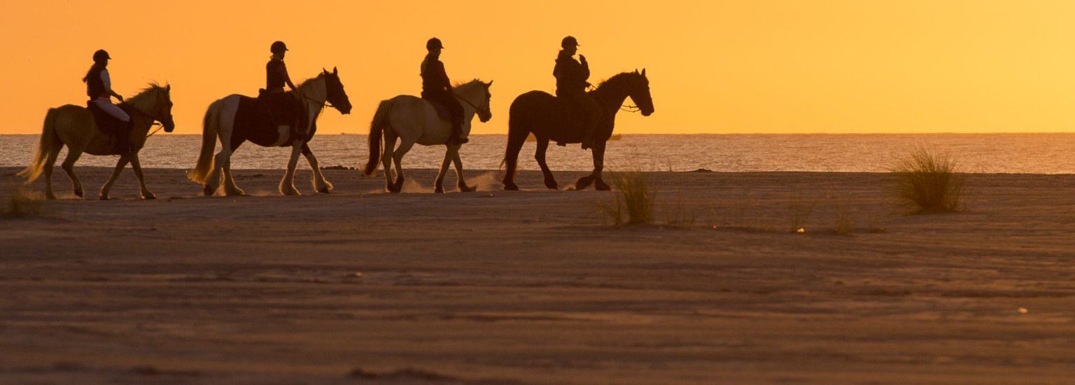 Reiten und Planwagenfahrten - VVV Ameland