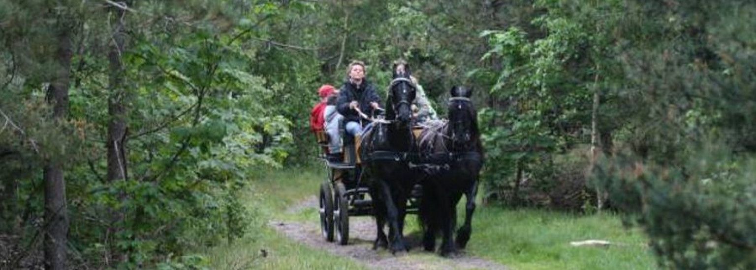 Stal van Buren - Gesellschaftskutschfahrten Vermietung - VVV Ameland