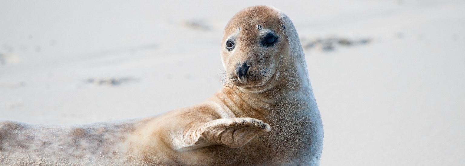 Bootsfahrten zu den Seehundbänken Ameland - VVV Ameland