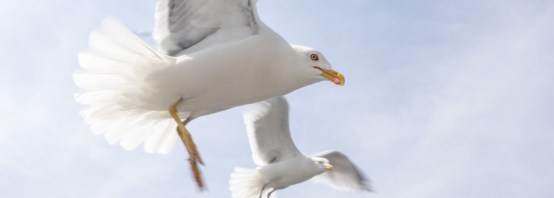 Unterkünfte mit Vogelnamen - VVV Ameland