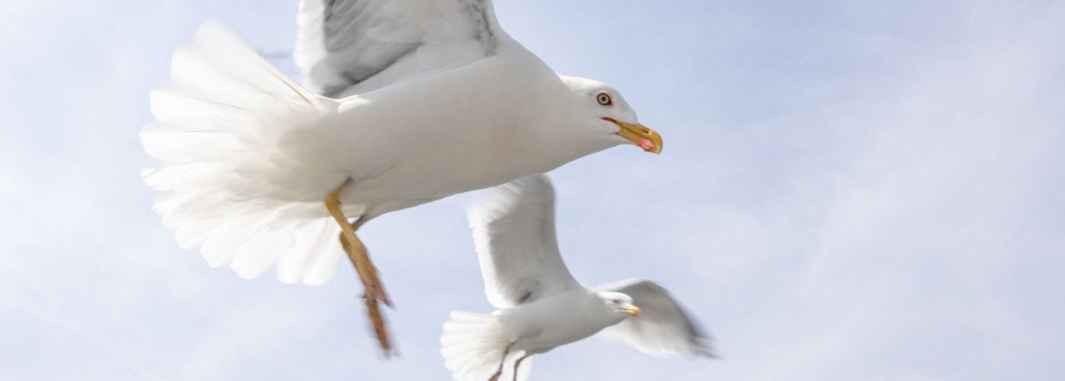 Unterkünfte mit Vogelnamen - VVV Ameland