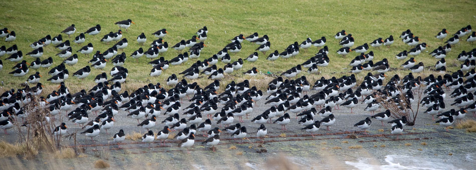 Unterkünfte mit Vogelnamen Nes - VVV Ameland