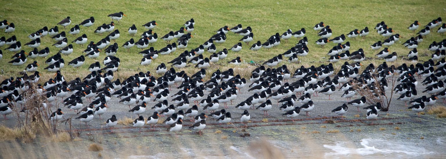 Unterkünfte mit Vogelnamen Nes - VVV Ameland