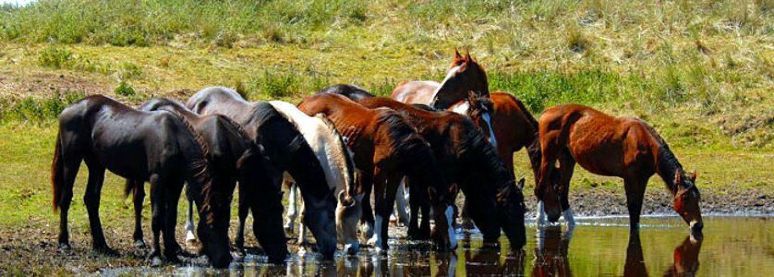 Pferdeinsel Ameland - VVV Ameland