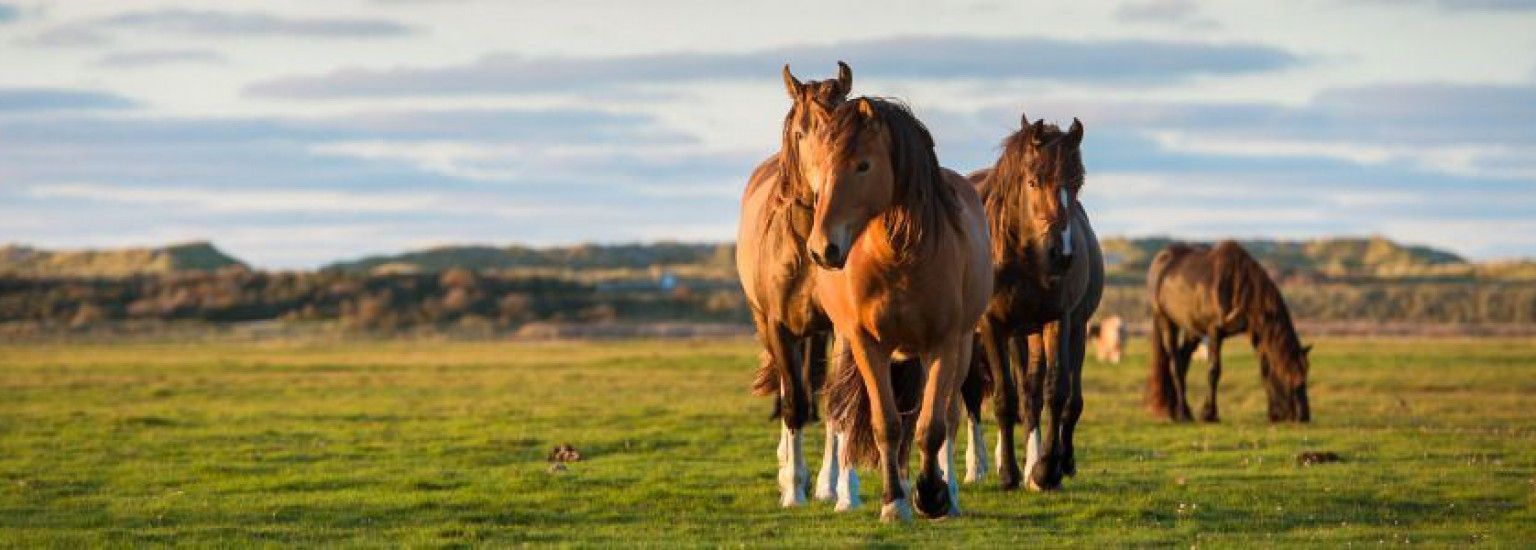 Natur Ameland