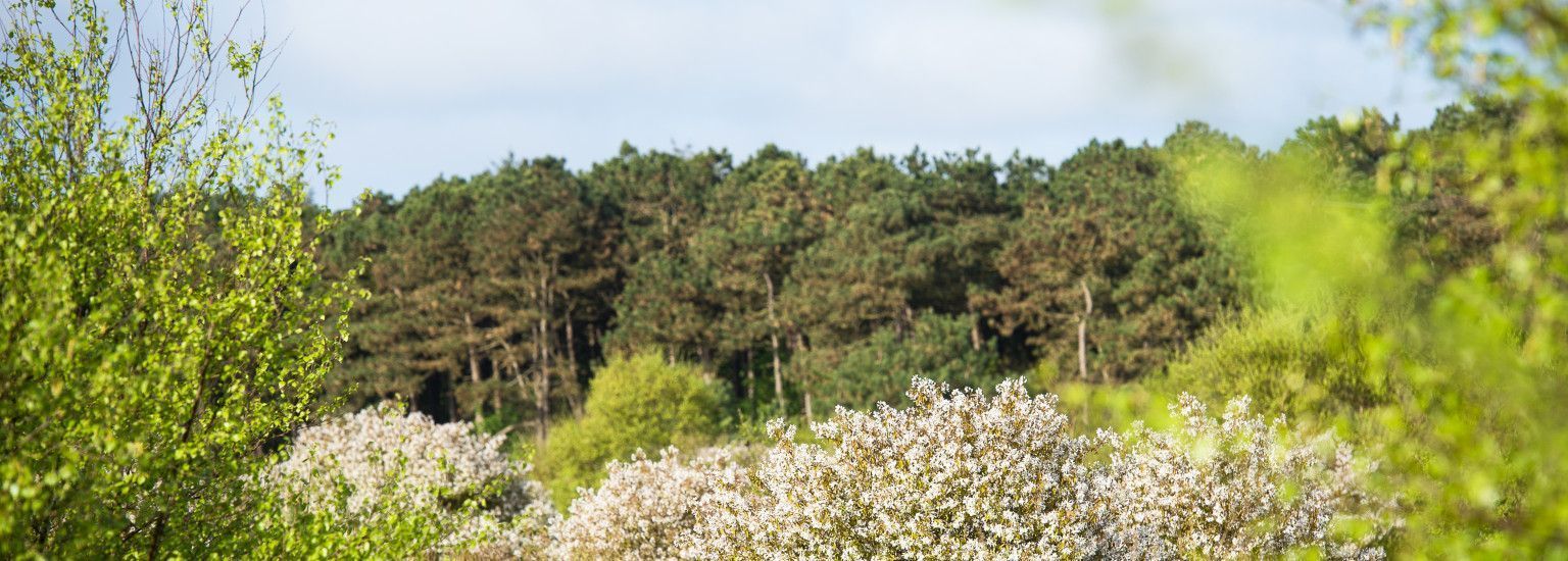 Forstverwaltung - VVV Ameland