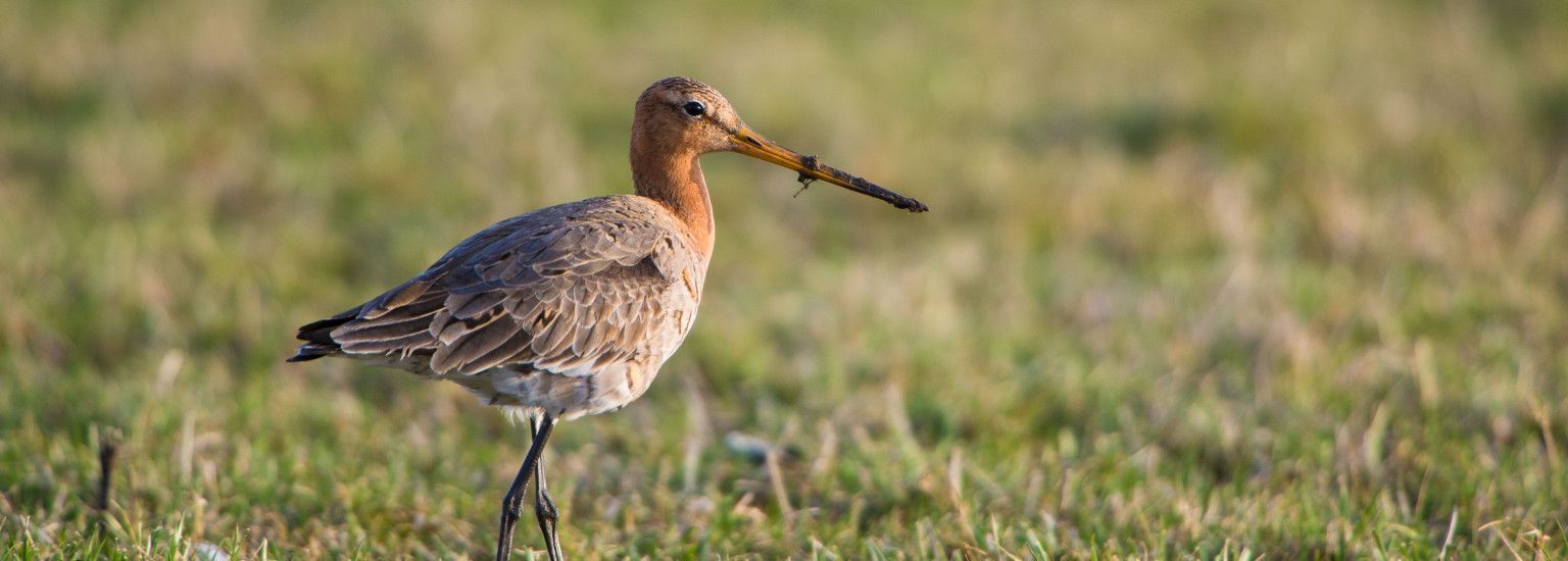 Tierfürsorge - VVV Ameland