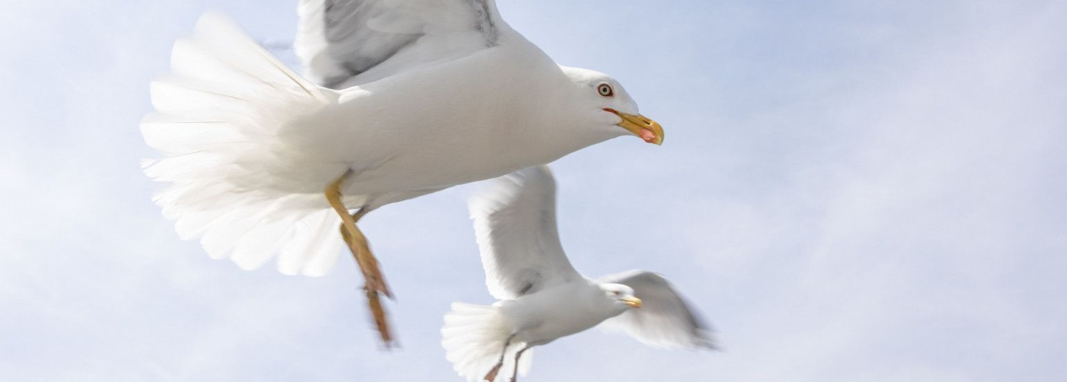 Tierrettungswagen Ameland - VVV Ameland