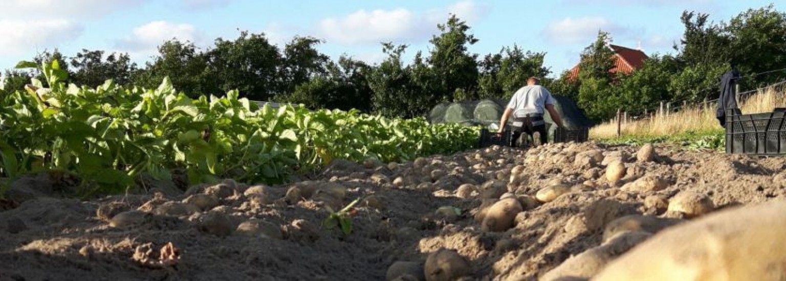 Amelander aardappelen - VVV Ameland