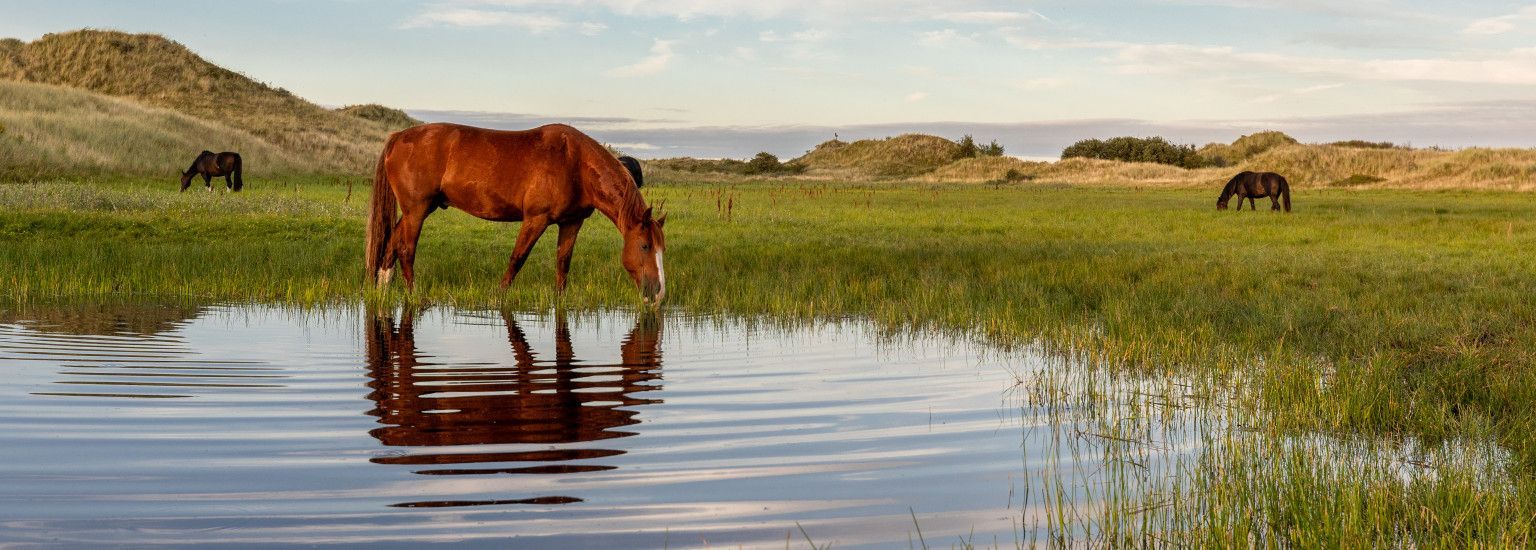 Zeit für neue Energie? Zeit für Ameland! - VVV Ameland