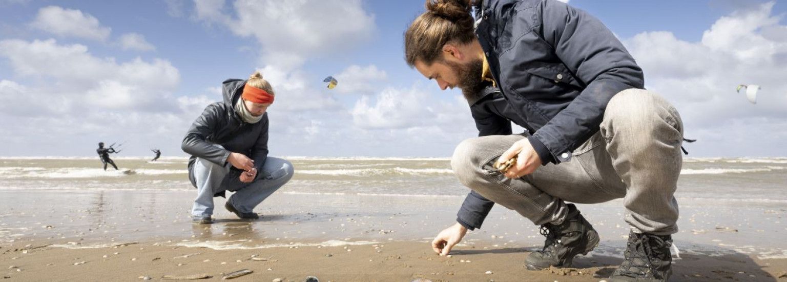 Muschelzähltag - VVV Ameland