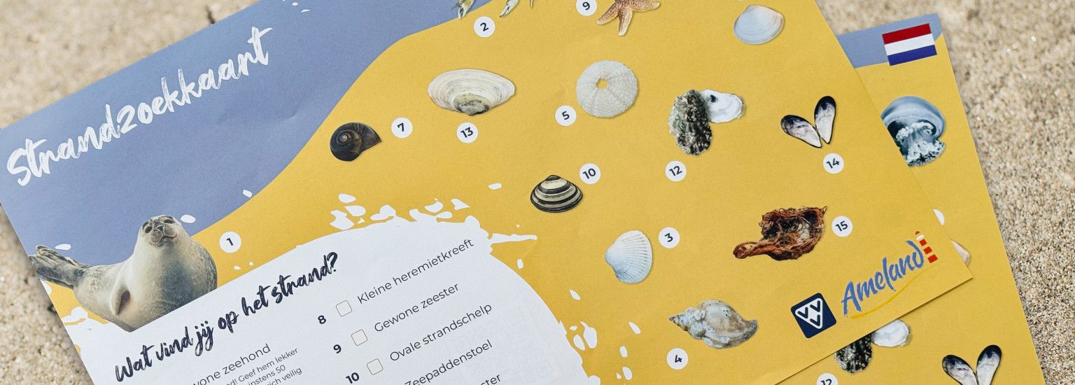 Muscheln suchen mit der Strandsuchkarte (Kostenlos) - VVV Ameland