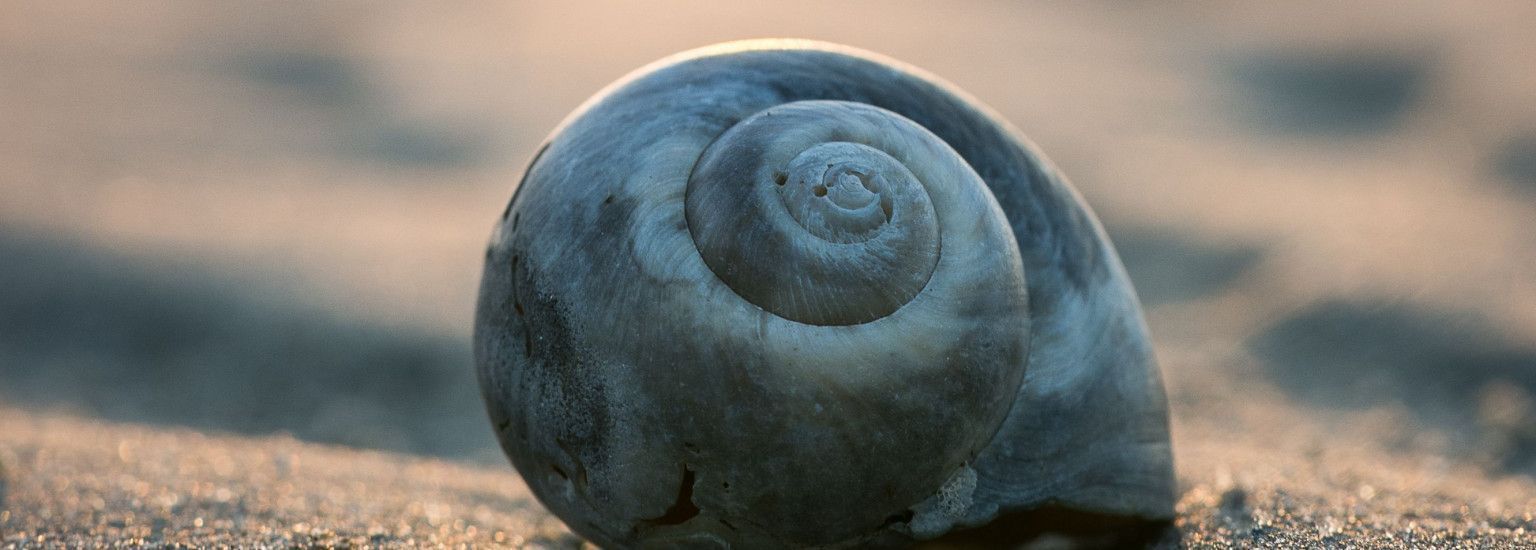 Meeuw Jonathan - VVV Ameland