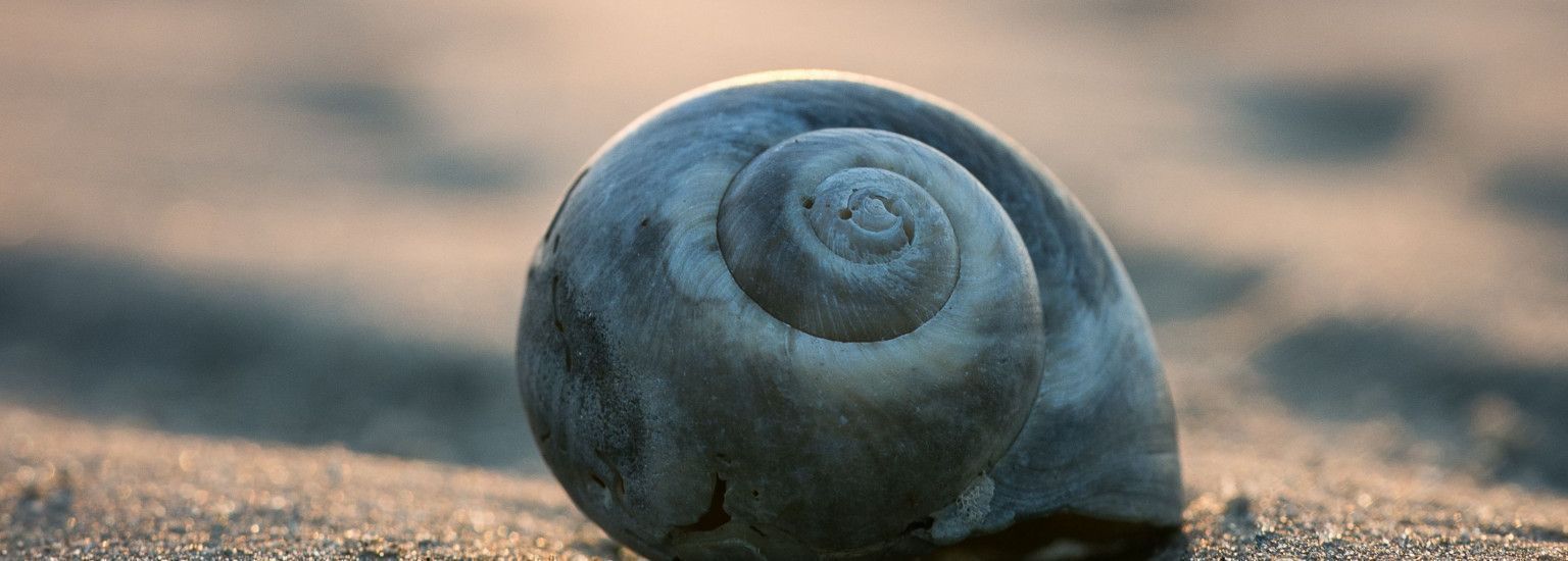 Het Ree - VVV Ameland