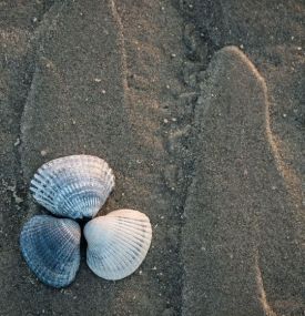 Muscheln suchen - VVV Ameland