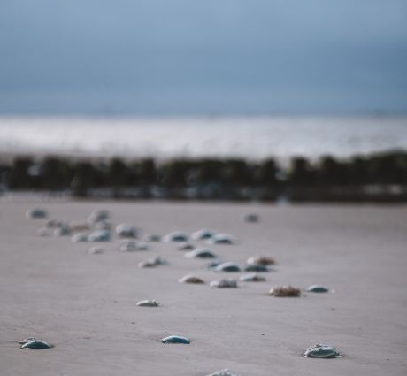 Strandräubern auf Ameland - VVV Ameland