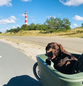 Mit Ihrem Hund nach Ameland - VVV Ameland