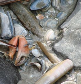 Strandräubern auf Ameland - VVV Ameland