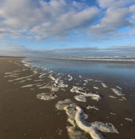 Strandräubern auf Ameland - VVV Ameland