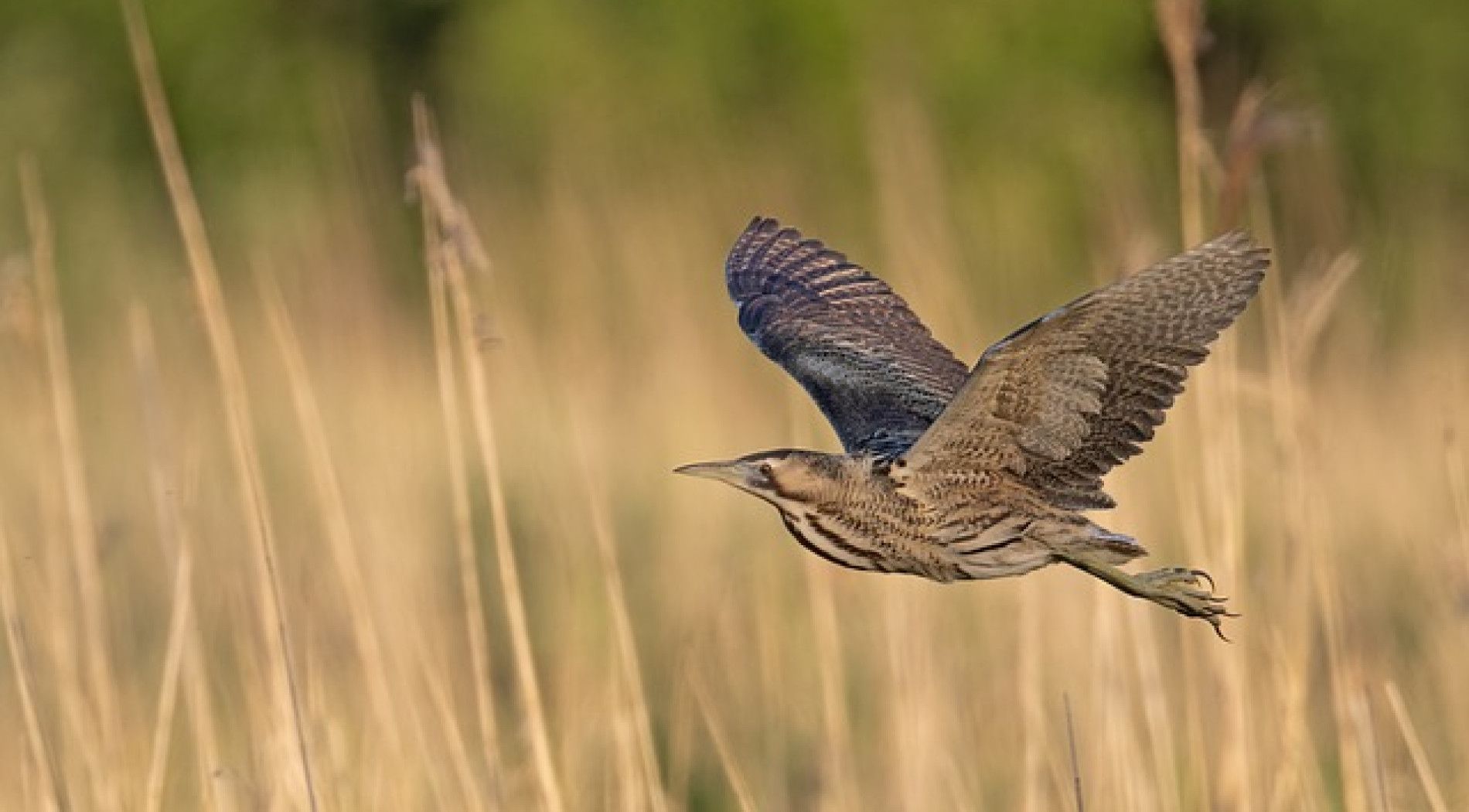 Natuur beleven doe je buiten! - VVV Ameland