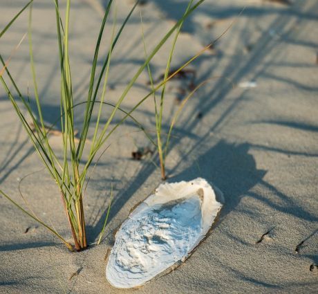 Anwesenheit von Rettungsschwimmern - VVV Ameland