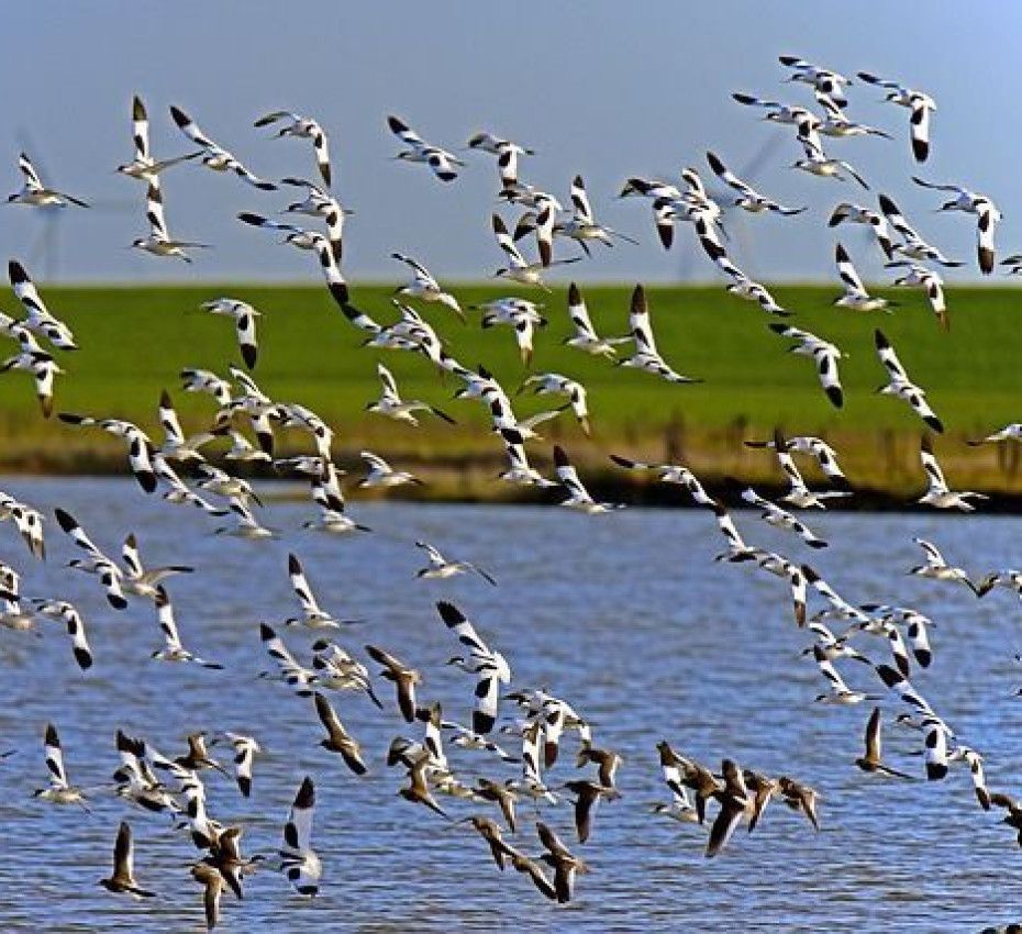 Gängige Vogelarten - VVV Ameland
