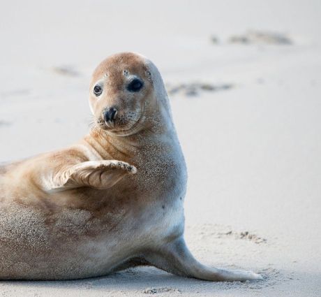 Strandtiere - VVV Ameland