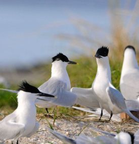 Ameland für Vogelbeobachter - VVV Ameland