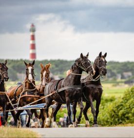 Wir brauchen Ihre 'Rettende'Stimme! - VVV Ameland