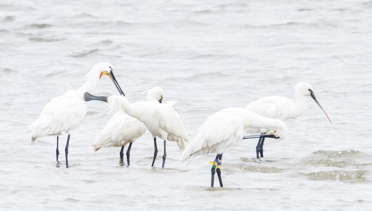 Oerd und Hôn - VVV Ameland