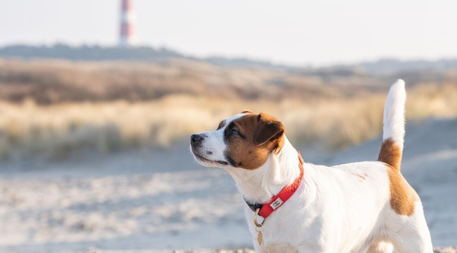 Beförderung auf Ameland - mit Hund - VVV Ameland