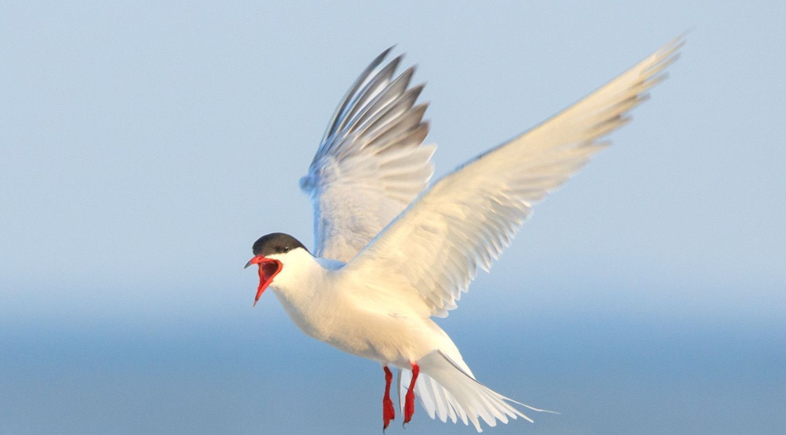 Vogelreiches Gebiet - VVV Ameland