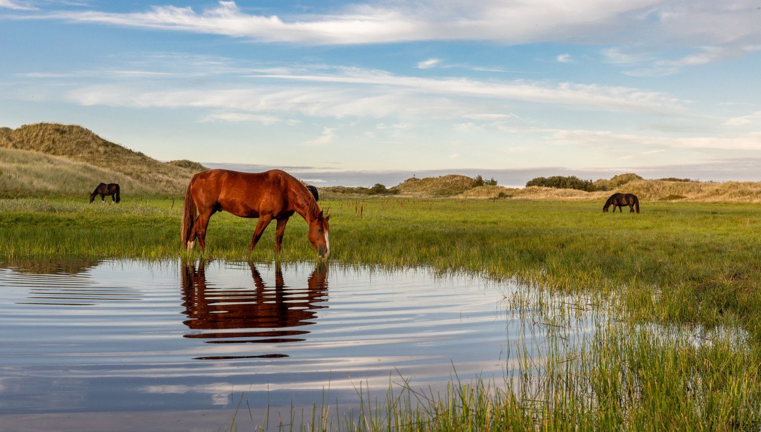 Gute Vorsätze? Fangen Sie auf Ameland an! - VVV Ameland