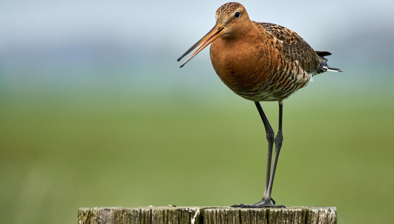 Frühling auf Ameland: Ihr ultimativer Frühlingsausflug - VVV Ameland