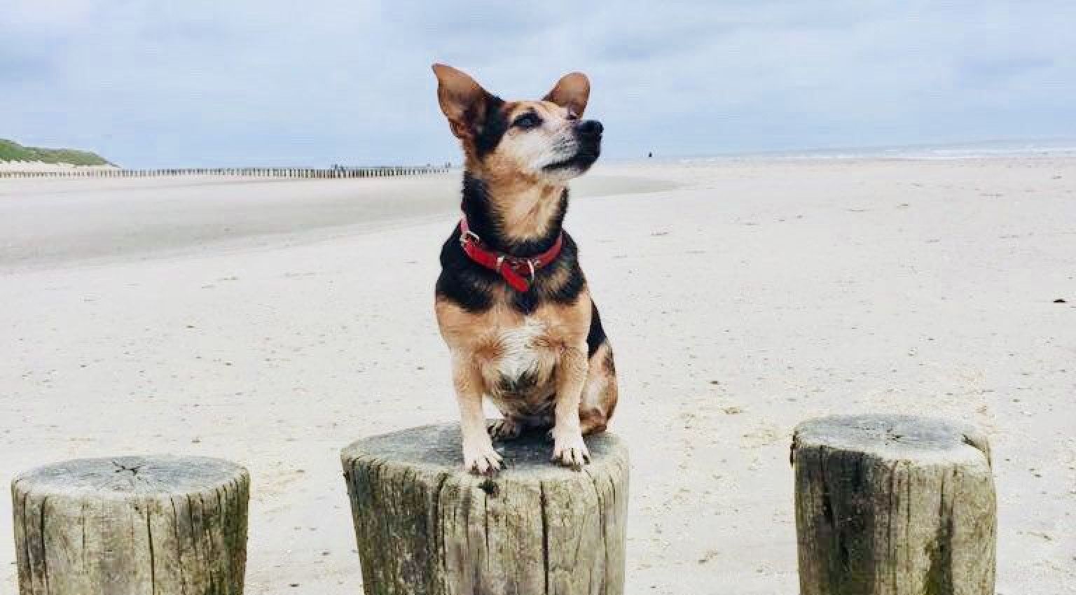 Sehen und erleben - mit Hund - VVV Ameland