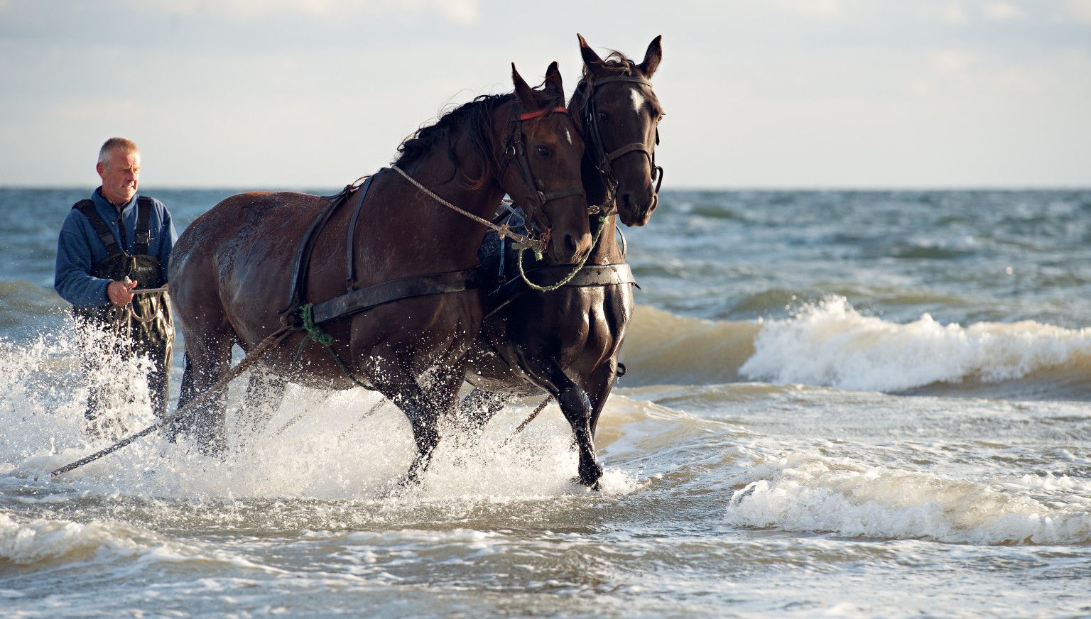 Vorführung des Pferderettungsbootes - VVV Ameland