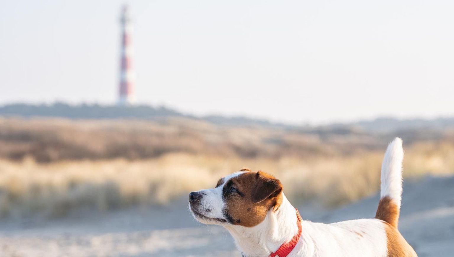 Mit Hund - VVV Ameland