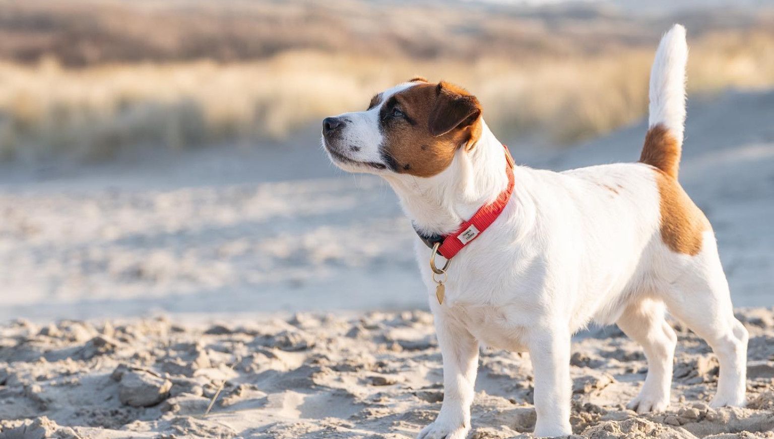 Mit dem Hund an den Strand - VVV Ameland