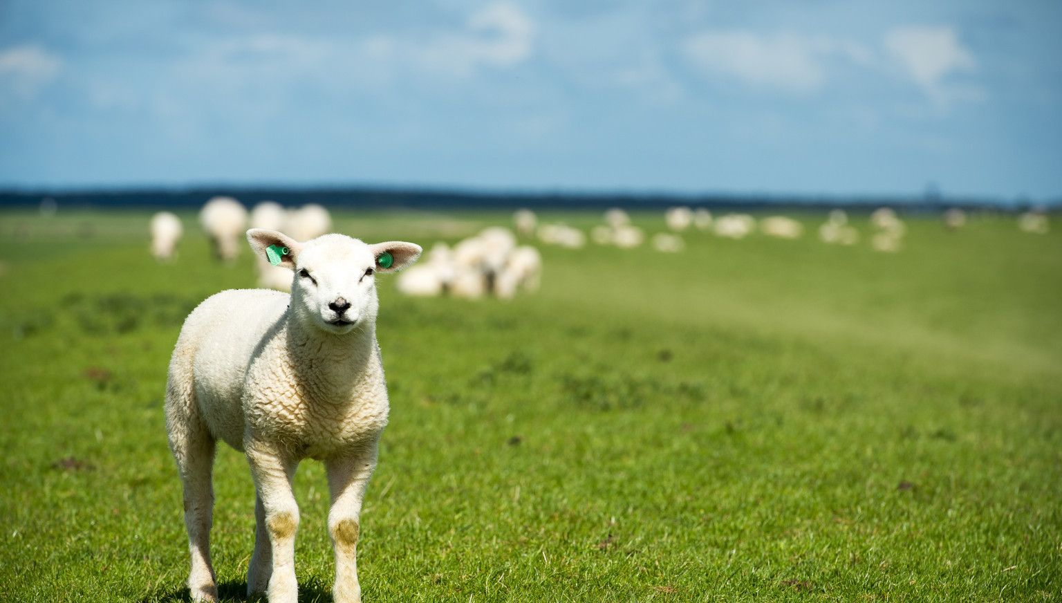 Frühling auf Ameland: Ihr ultimativer Frühlingsausflug - VVV Ameland