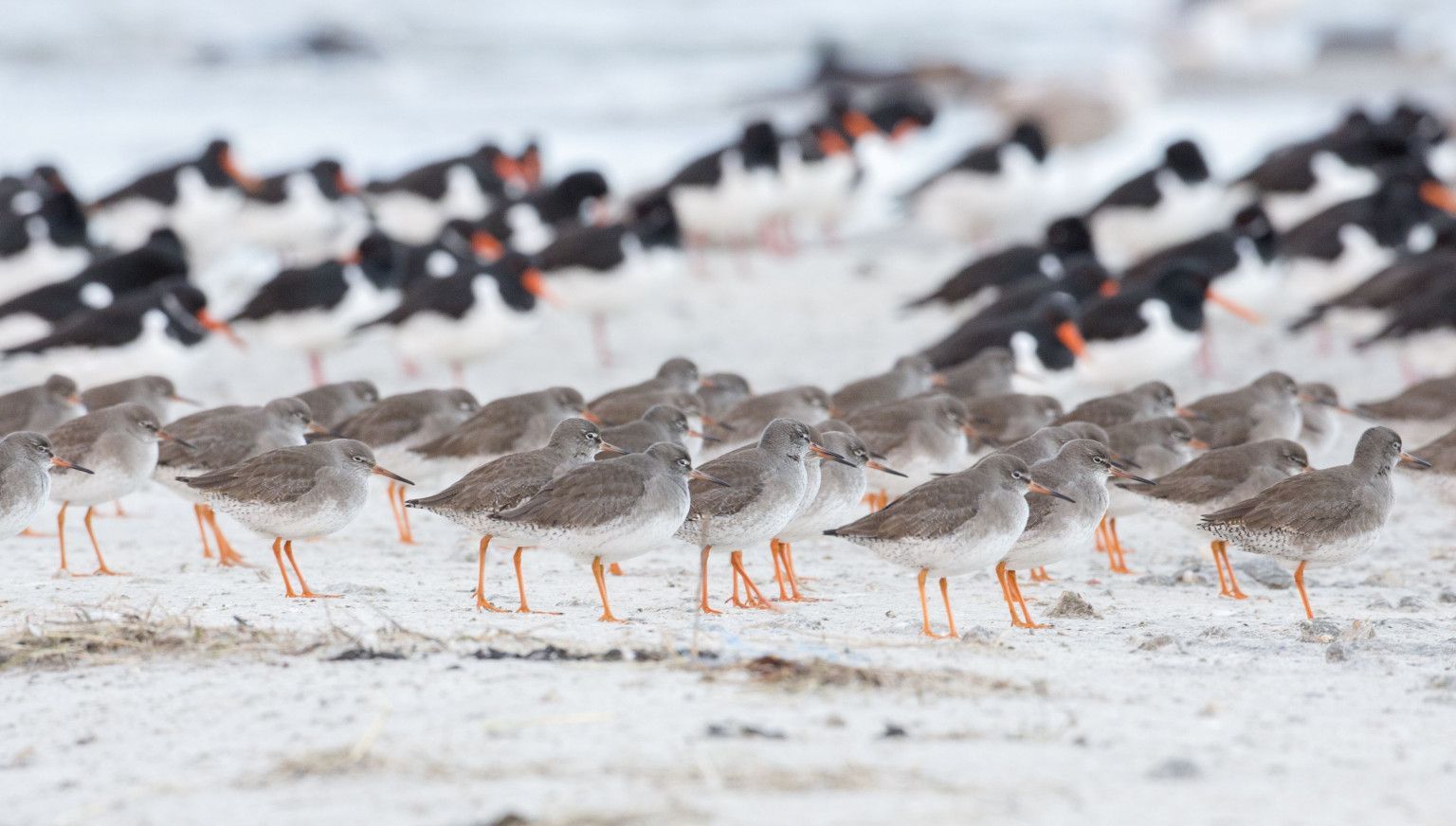 Oerd und Hôn - VVV Ameland