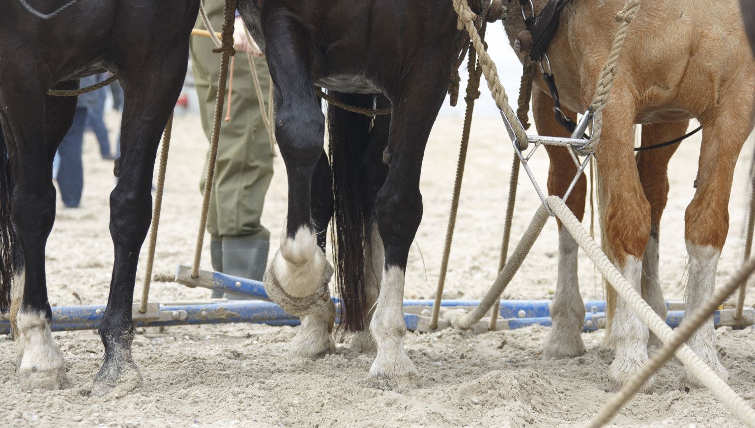 Vorführung des Pferderettungsbootes  - VVV Ameland