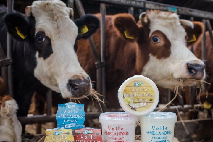 Ameländer, biologisch Rindfleisch - Ameländer Produkte - VVV Ameland