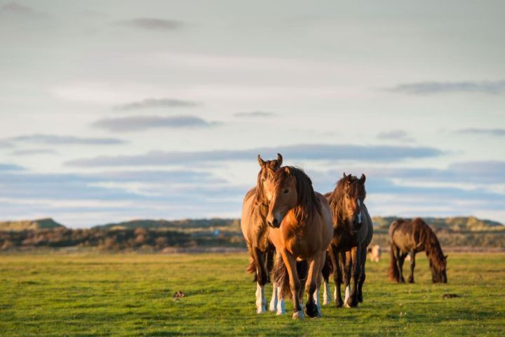 Ferienhäuser Buren 7 oder mehr Personen - VVV Ameland