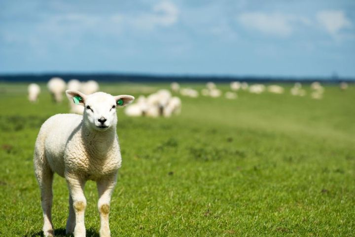 Gruppenhäuser Ballum - VVV Ameland