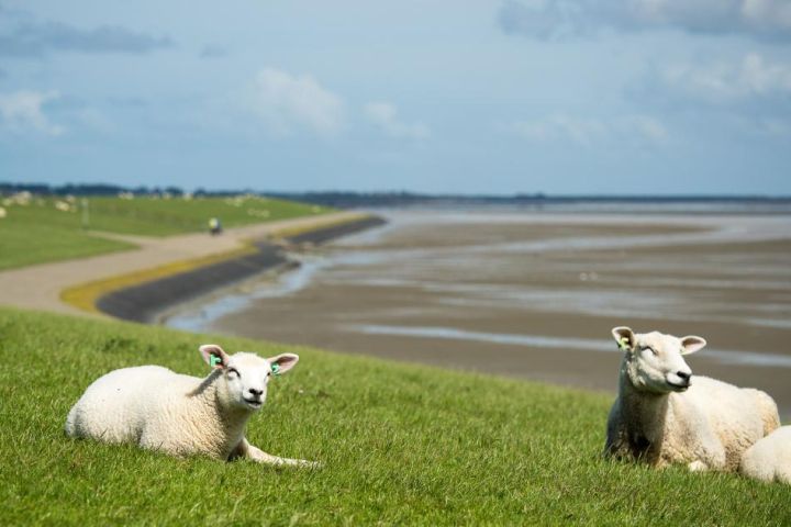 Ferienhäuser Nes 7 oder mehr Personen - VVV Ameland